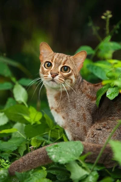 DuchBieluch - Kotek rudy (Prionailurus rubiginosus) – gatunek kota występujący w Indi...