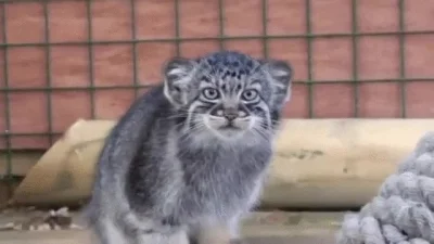 likk - jak te malule zawsze paczo

#manul #zwierzeta #zwierzaczki #koty

http://i...