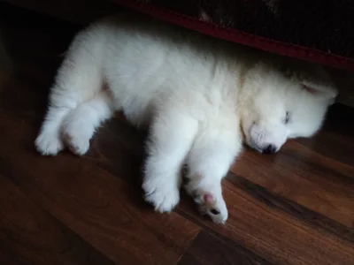 T....._ - @XsomX: Samoyedy już od małego wyglądają misiowato ʕ•ᴥ•ʔ