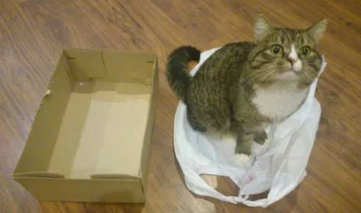 X.....a - Gdy przyniesiesz karton specjalnie dla kota...

#humorobrazkowy #koty #ko...