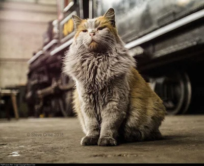WuDwaKa - Piękne, brudne kitku na warsztacie kolejowym (｡◕‿‿◕｡)

#kot #koty #kitku ...