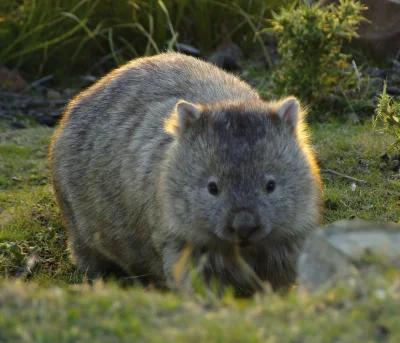 Marpop - #dobranoc #wombat #zwierzaczki #marpot