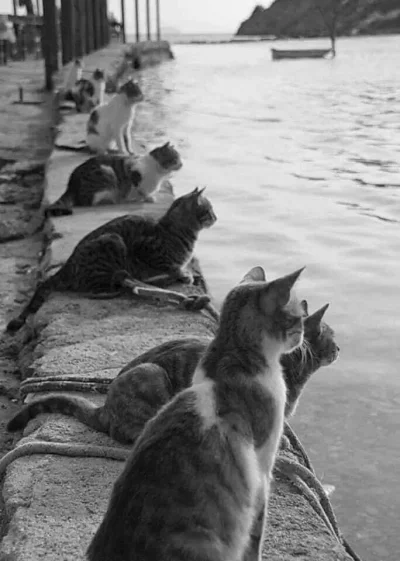 Castellano - Koty oczekujące przybycia rybaków. Grecja 1970.
#koty #fotografia #cast...