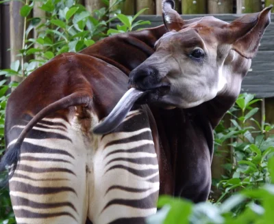 fiveoglock - #zwierzaczki #zwierzeta 
Okapi leśne[3] (Okapia johnstoni) – gatunek ss...