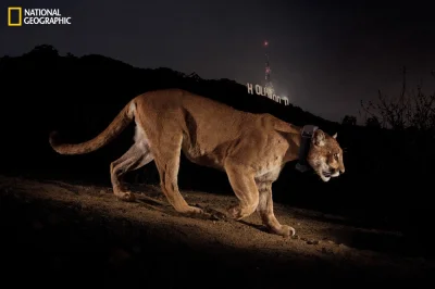 hypation - Bardzo samotny zwierz na wzgórzach Los Angeles.
#fotografia