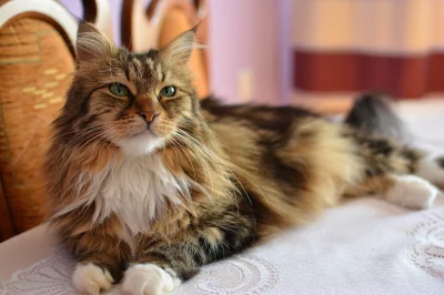 M4rcin - Moja Maine Coon'ka :)