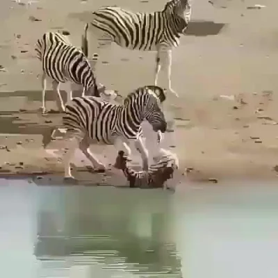 Kunurki - Samiec zebry próbujący utopić młode swojego rywala, żeby samica była szybci...