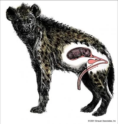 fir3fly - W stadzie hien obowiązuje hierarchia: na samej górze jest samica alfa, na k...