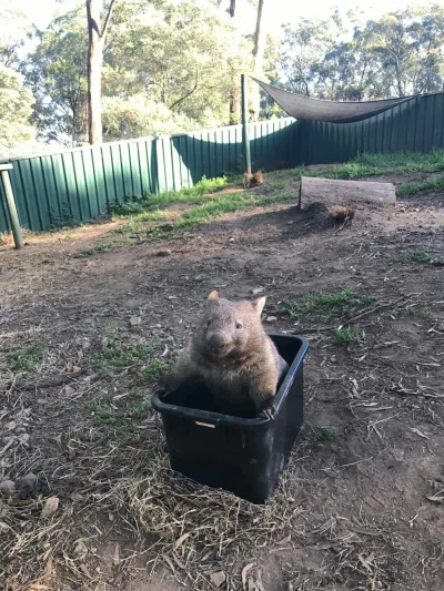 spokoczajnik - Kto zadziera z wombatem... ( ͡º ͜ʖ͡º)

#wombat #zwierzaczki