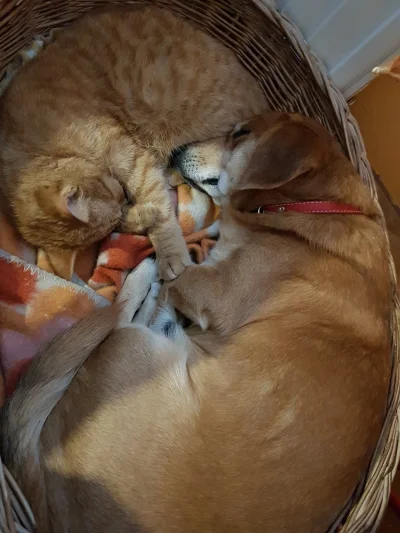 adamko92 - Mój pies odpoczywa z kotem i posila się zajoncem