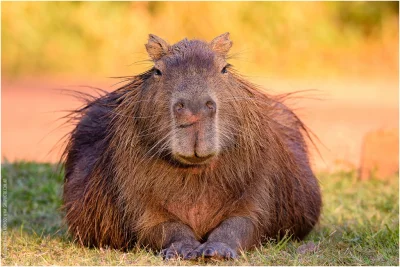 l-da - majestatyczna duża świnka morska
#zwierzęta #kapibara