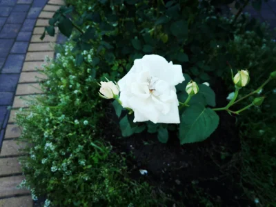 laaalaaa - Róża 14/100 
#mojeroze #chwalesie #mojezdjecie #ogrodnictwo