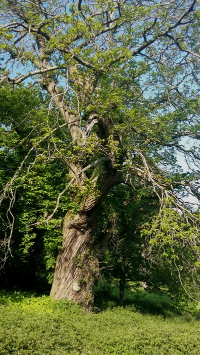 Z.....o - @Kobieta-z-Kaloryfera: ooo, uwielbiam te ogromne, stare drzewa w UK! tak ge...