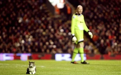 G....._ - #anfieldcat #liverpoolfc #premierleague #koniecspamu 

...kiedy Anfield Cat...