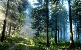 intri - śpieszmy się kochać lasy tak szybko znikają

SPOILER