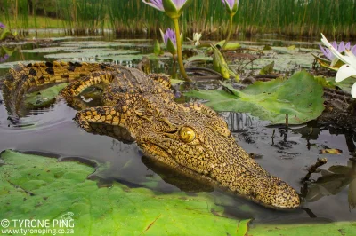 GraveDigger - Młody krokodyl nilowy.
#zwierzaczki #gady