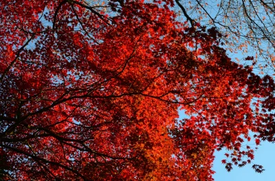 m.....o - #menciowjaponii #japonia #kioto kolory jesieni. Zdjęcie nie było obrabiane ...