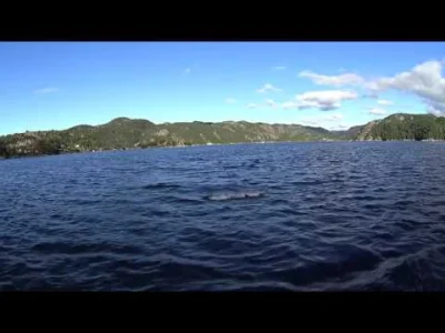 PMV_Norway - #norwegia #zagle #zeglarstwo #emigracja 
Delfin bialoboki