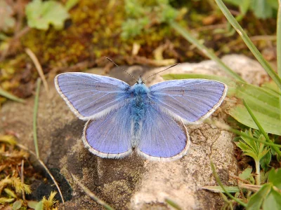 M.....k - Modraszkowate (Lycaenidae) − rodzina motyli dziennych, licząca około 6000 g...