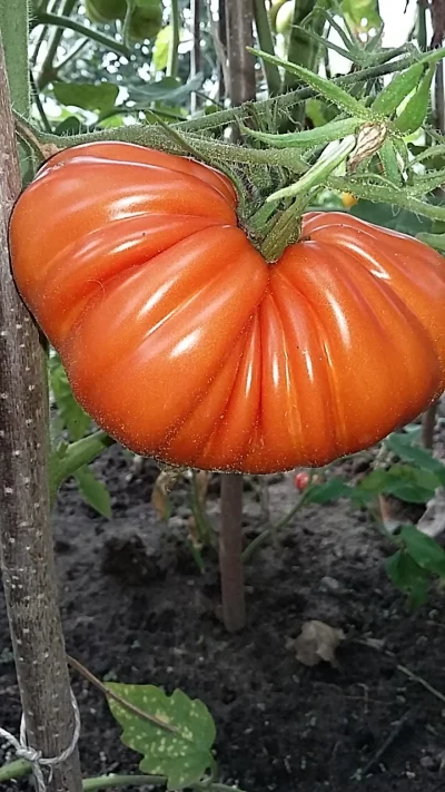 chuckd - Czy ktoś z was wie, co to może być za pomidor? Dodam, że wszystkie, na wszys...
