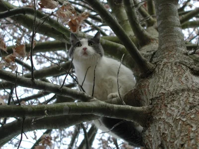 sinusik - 46/100 Często w bajkach czy filmach widzi się koty, które utkwiły na drzewi...