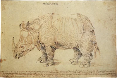 myrmekochoria - @SanchezYZF: Nosorożec? W sensie chodzi gdzie Dürer zobaczył nosorożc...