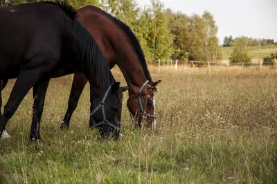 loginzajetysic - Pożyczyłem od znajomego D90 by spróbować swoich sił w foto.

Dzień...