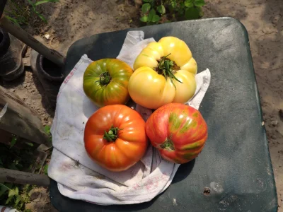 gobi12 - Świeżo zerwane, dojrzałe pomidorki. Będzie jedzone...

#pomidor #pomidory #o...
