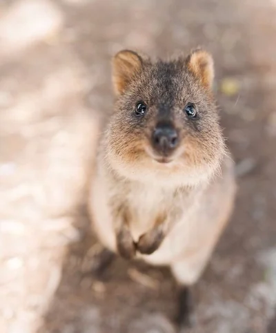 aloszkaniechbedzie - Miłego wieczoru @Klopsztanga <3

SPOILER

I fani #quokka #quokka...