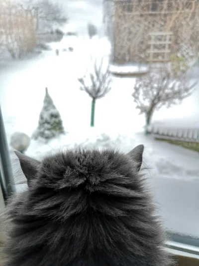 doger - Uaa, ale zimno

#koty #kot #kitku #smiesznekotki #zwierzaczki