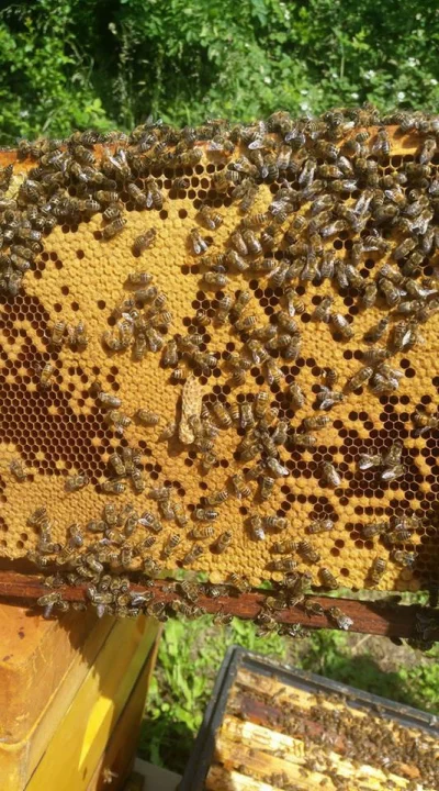 Kaczypawlak - Nie z mojej pasieki, ale coś pięknego. 

#pszczoly #pszczelarstwo #bi...