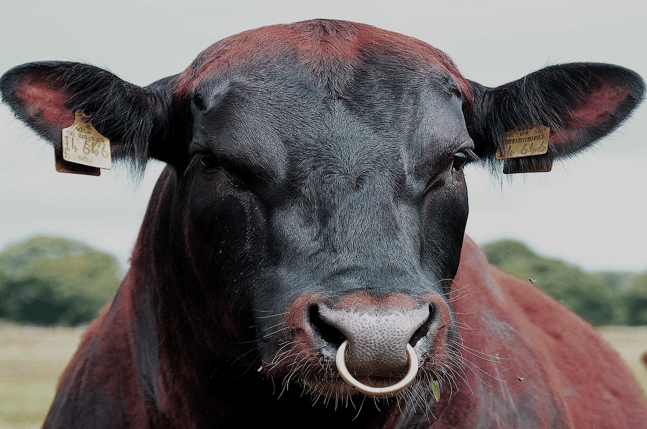 Корова с кольцом на носу