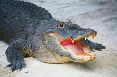 Sojerr - Tu z kolei macie zdjęcie krokodyla po spożyciu człowieczka