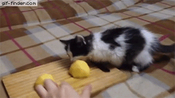 ssumm - #charytatywnapyra #koty #smiesznekotki