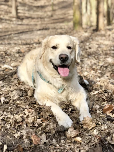 upupiona - Mój rozmachany ogon :)
#pokazpsa #goldenretriever #psy