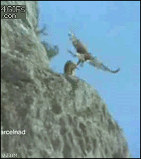 mactrix - #gif #orzel #polowanie #mactrixpoleca Like a boss! Polowanie - level master
