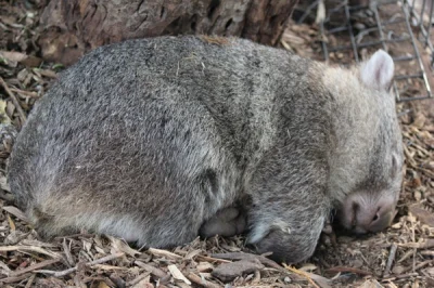 Marpop - #dobranoc #wombat