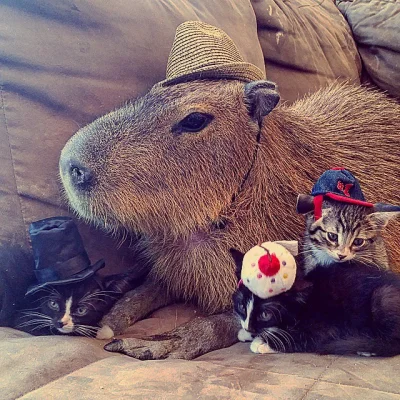 leworwel - #zwierzaczki #smiesznypiesek #kapibara #kapibaranadzis #kapibara #koty