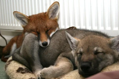 Wulfi - Młody lisek śpi z wilczkiem ( ͡° ͜ʖ ͡°)

#lisek #wilk #wilki #zwierzeta #zw...