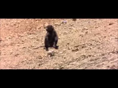 chigcht - jak złapać małpę