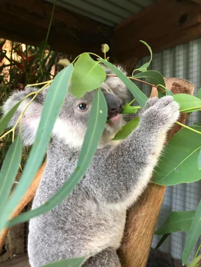 Najzajebistszy - Mmm, eukaliptus. ʕ•ᴥ•ʔ

#koala #koalowabojowka #zwierzaczki