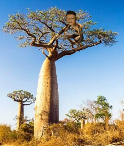piotr-zbrojewski - Goha wlazła na baobaba
#danielmagical