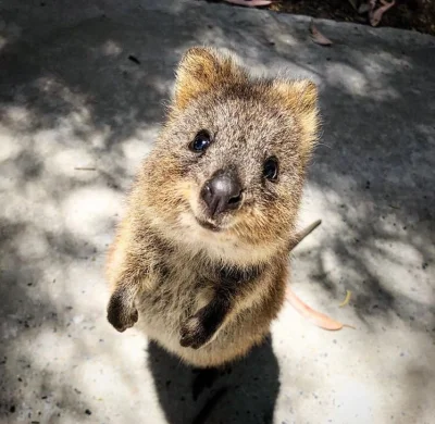 aloszkaniechbedzie - Cieszymy sie dziś na piąteczek?

#quokkanadzis #quokka #zwierzac...