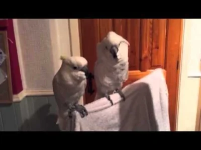 starnak - Cockatoo loves elvis