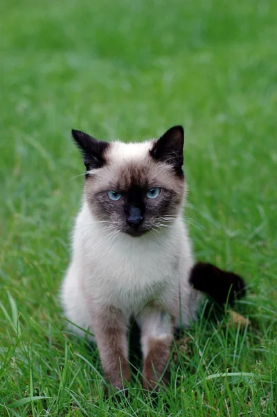 biuna - #kot #koty #kotybiuny #lucek 

Oczy Lucka mają się lepiej niż wydawało się to...