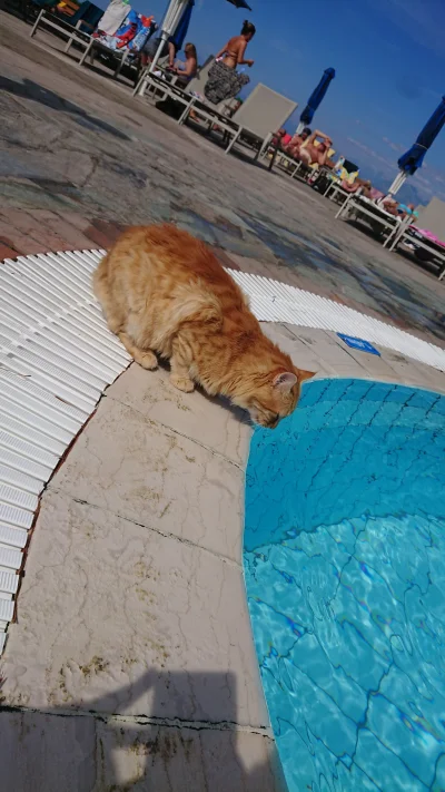 Kawruk - Przed spaniem wrzucam kota, który wolał pić wodę z basenu niż zwykłą którą m...