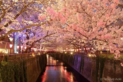Lookazz - > A fabulous shot captured at Meguro River in Tokyo.
#dzaponialokaca <==== ...