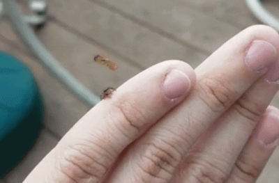 v.....k - To jest dopiero dobre ujecie. (ʘ‿ʘ)

/znalezione 

#humorobrazkowy #owady #...