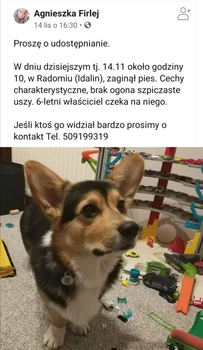 KIJU87 - Może ktoś widział takiego w #radom

#sheldonthecorgi #corgi #pies #psy #zwie...