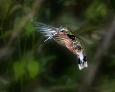 likk - Ciekaw jestem czy fotografowanie kolibrów jest bardzo trudne?



#fotografiapr...